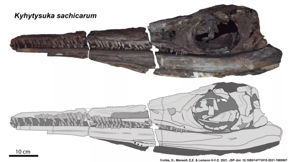 Here, an image and anatomical interpretation of the skull of Kyhytysuka sachicarum.