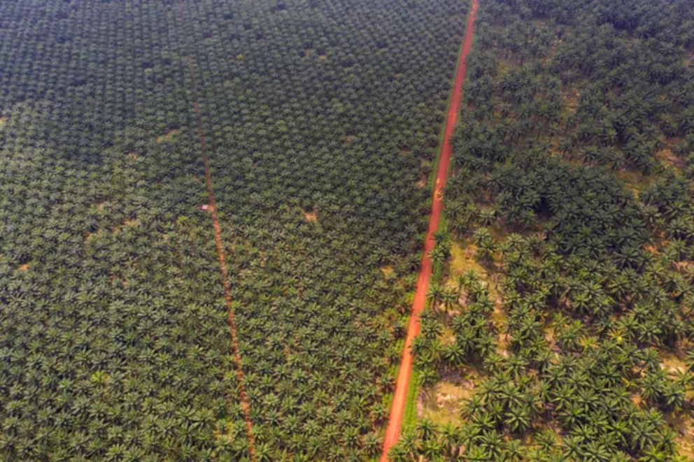 Palm oil plantation in Johor, Malaysia.