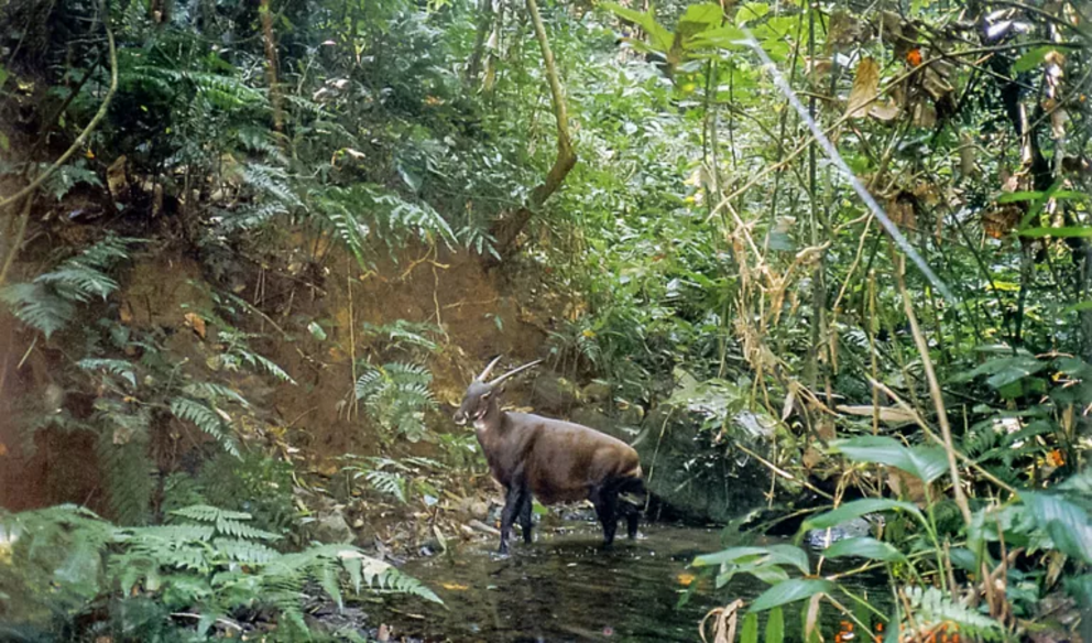 Why the saola is endangered and what we can do Nexus Newsfeed