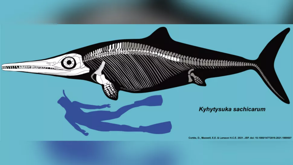 Skeleton of the extinct ichthyosaur Kykytysuka compared to a human for scale.