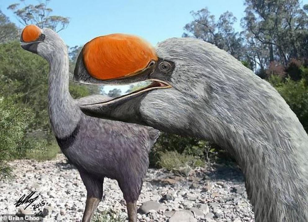 Talk about being 'bird brained'! The largest ever flightless bird had a head some 1.6 feet long, but its extreme bill muscles left precious room for its brain. This is the conclusion of researchers from Australia, who studied fossils of Dromornis stirtoni