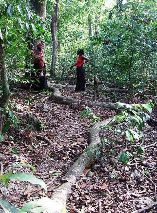 Mijikenda Kaya Forest.