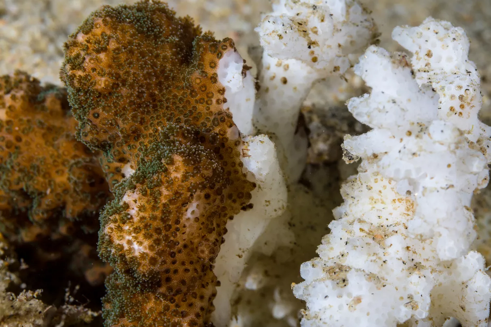 On the left, the coral's polyps are full of zooxanthellae, giving the coral color. On the right, the coral lacks zooxanthellae, revealing the coral's bright white skeleton.