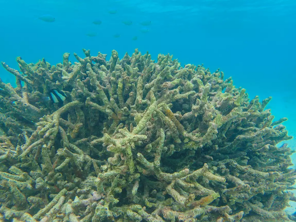 When a coral dies, algae takes over the animal's leftover skeleton.