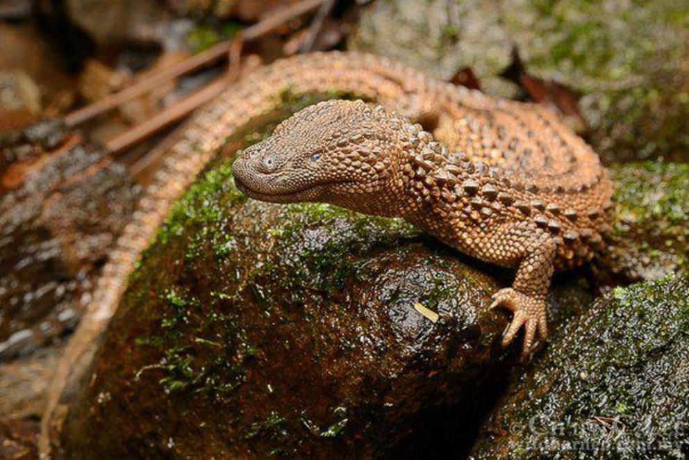 An earless monitor lizard.Chien C. Lee/Wild Boreno Photography/Wikimedia