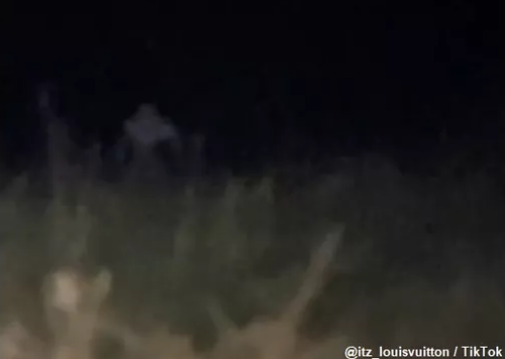 Watch: Skinwalker Caught On Film? - Nexus Newsfeed