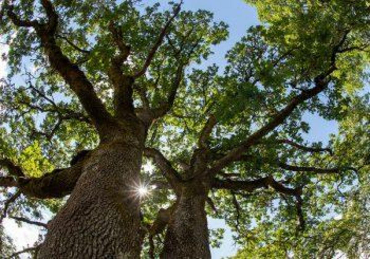 Two sacred medicine trees of North America - Nexus Newsfeed