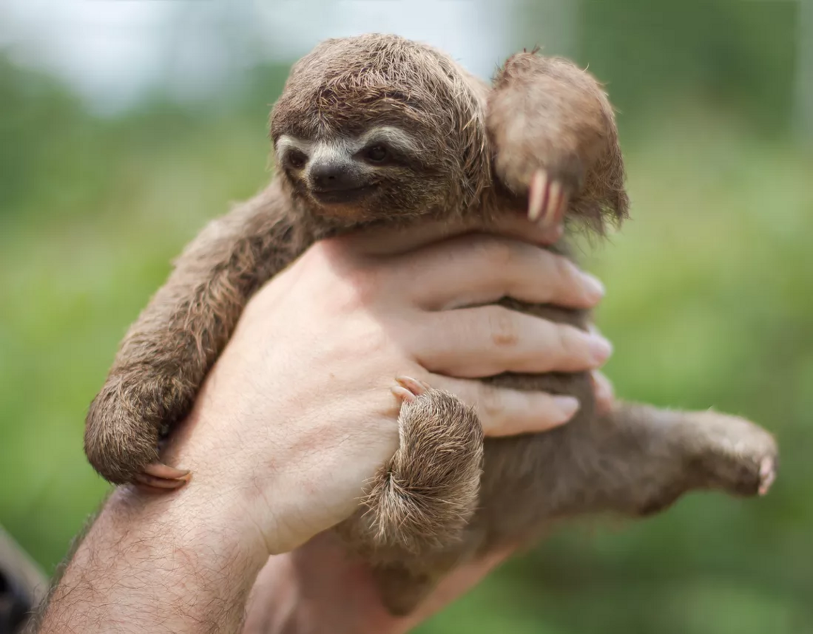 are-sloths-endangered-current-status-of-six-sloth-species-nexus-newsfeed