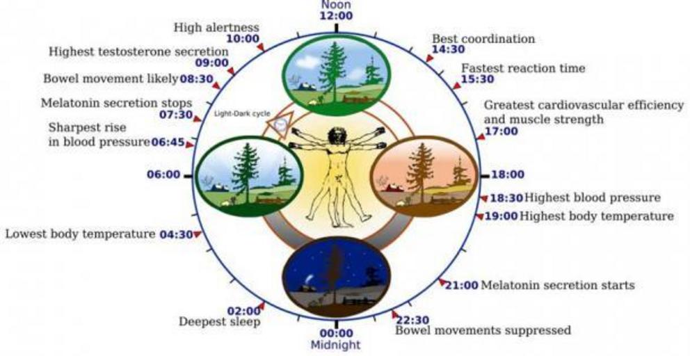 Living deep in a cave with no natural light is similar to living in outer space, deep-sea or mining environments and they all affect our biological clock (shown here) and our circadian sleep rhythms.
