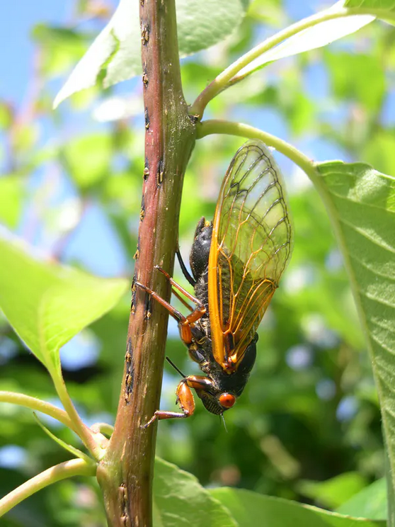 A member of Brood X laying eggs in 2004.