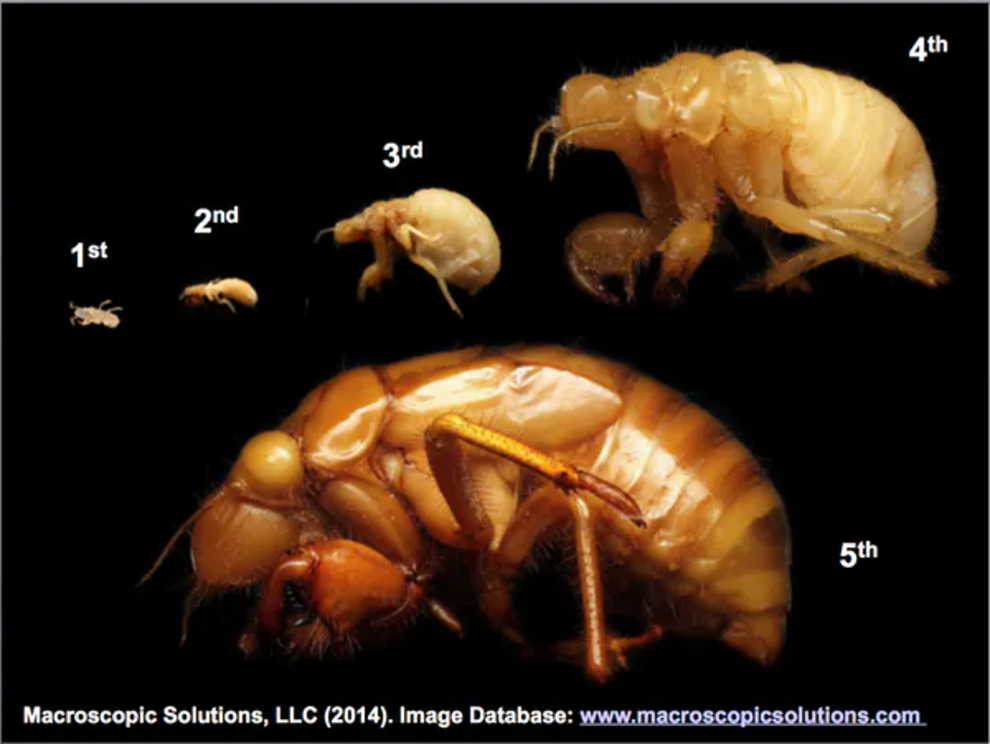 The five stages of the periodical cicada underground juveniles. Between each stage the juvenile cicada molts so that it can become larger. Actual size of the fifth-stage nymph is 0.83 inches.