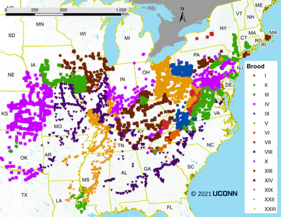 Broods of periodical cicadas, identified by Roman numerals, emerge on 13- or 17-year cycles across the eastern and midwestern U.S.