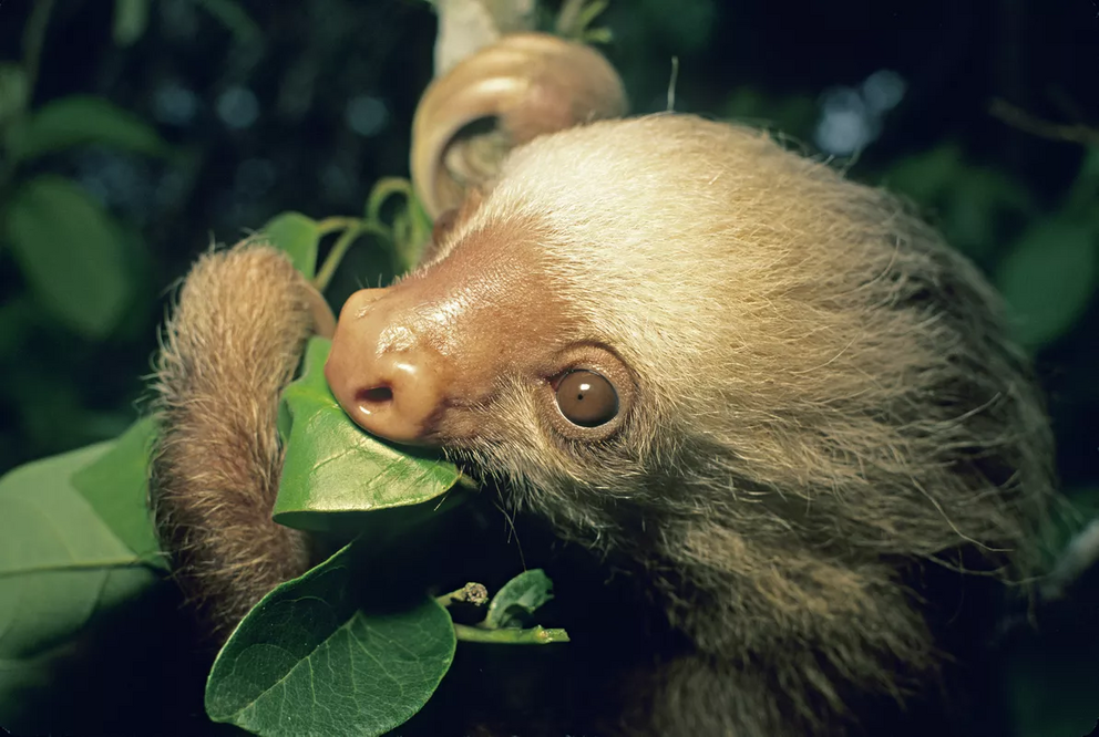 Hoffmann's two-toed sloth (Choloepus hoffmanni).