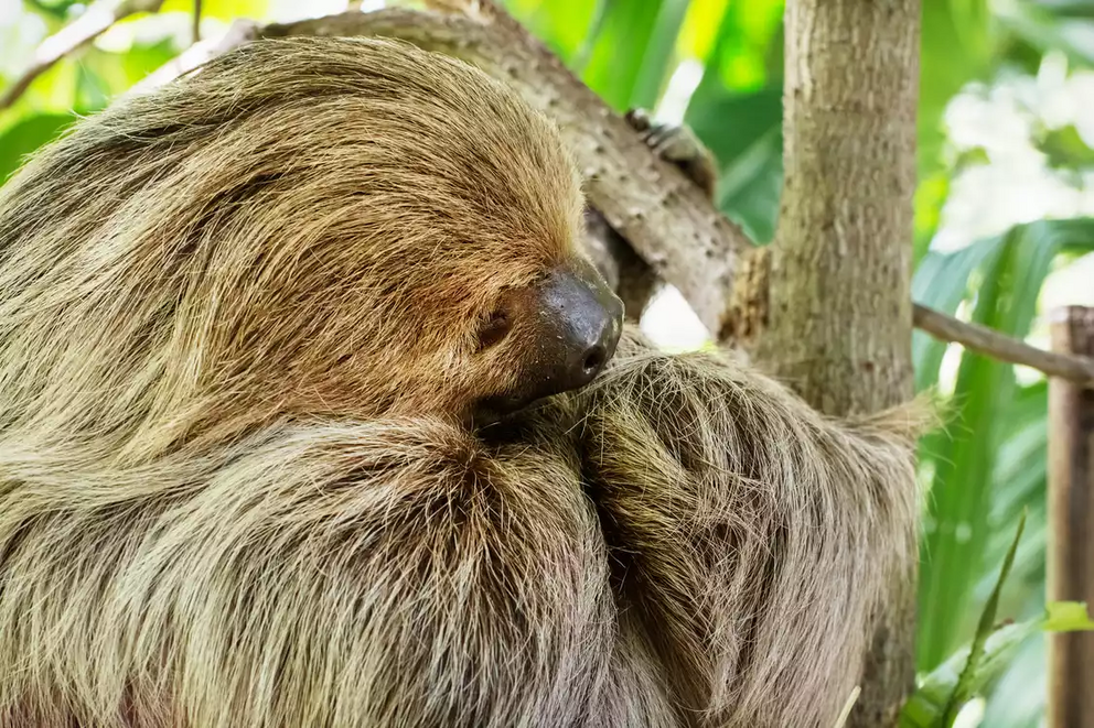 Linnaeus's two-toed sloth (Choloepus didactylus).