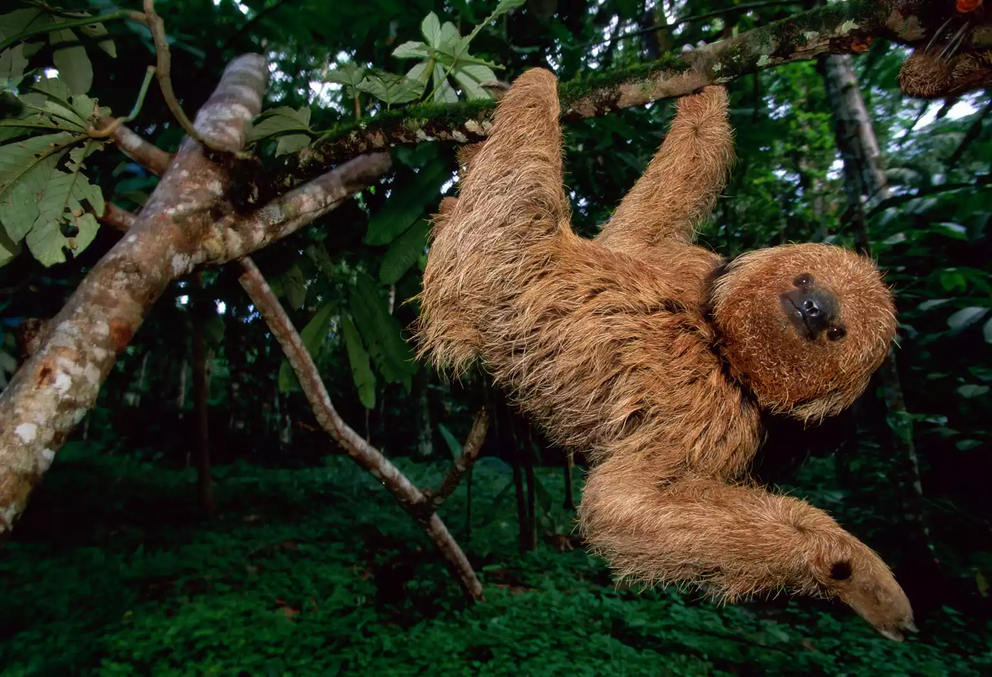 Maned three-toed sloth (Bradypus torquatus).