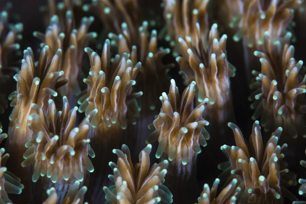 A close-up view of a coral's polyps, showing the coral's color. The zooxanthellae are what give corals their color.