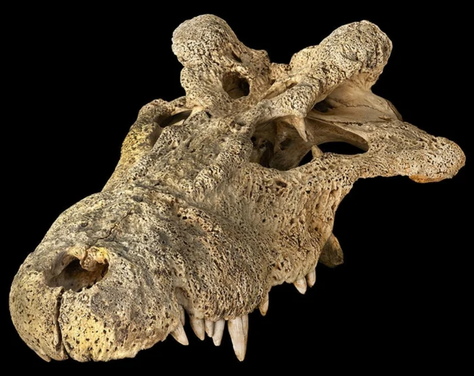 Voay robustus skull from southwestern Madagascar.