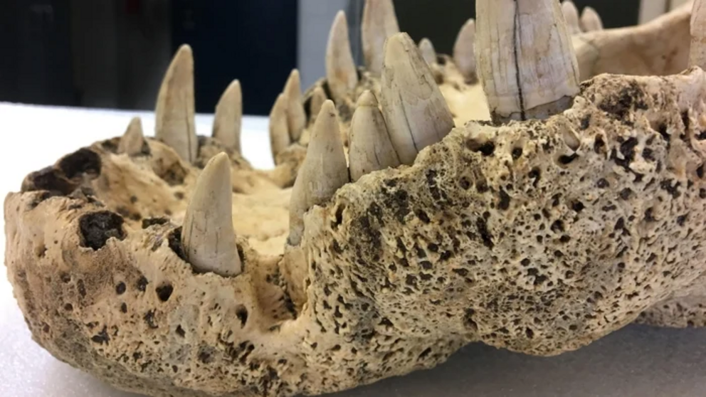 An extinct crocodile skull analyzed for its DNA in the study.