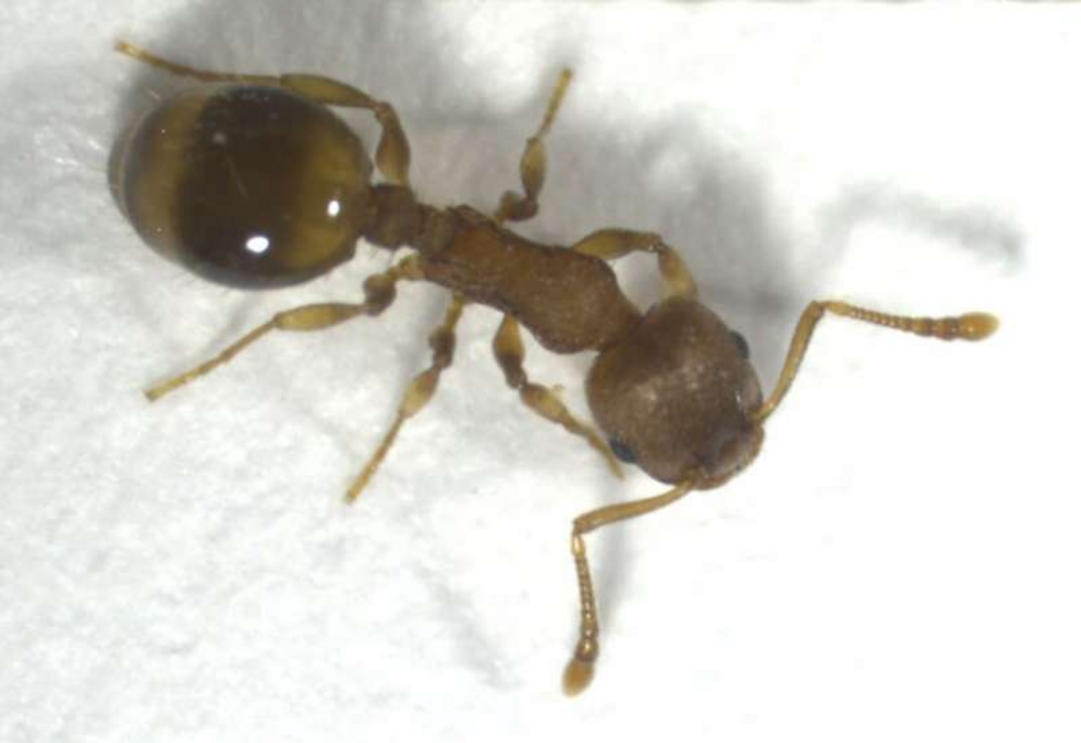 An ant of the species Temnothorax nylanderi.