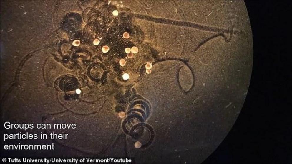 A microscopic 'living robot' made from frog embryo stem cells have been designed with self-healing powers and the ability to keep memories. The innovation pulls from previous work released last year, called Xenobots, but has been upgraded to move more eff