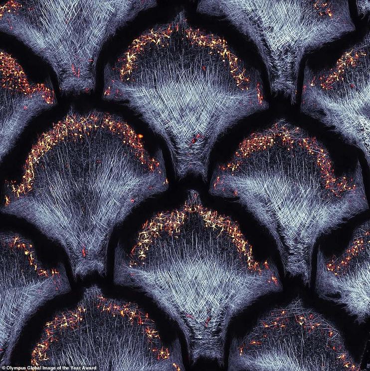 An incredible confocal image of collagen fibers (second harmonic generation) and dermal pigment cells (autofluorescence) in African house snake embryonic skin from Grigorii Timin, Switzerland, won the EMEA section. Timin used the same microscope as Zuschr