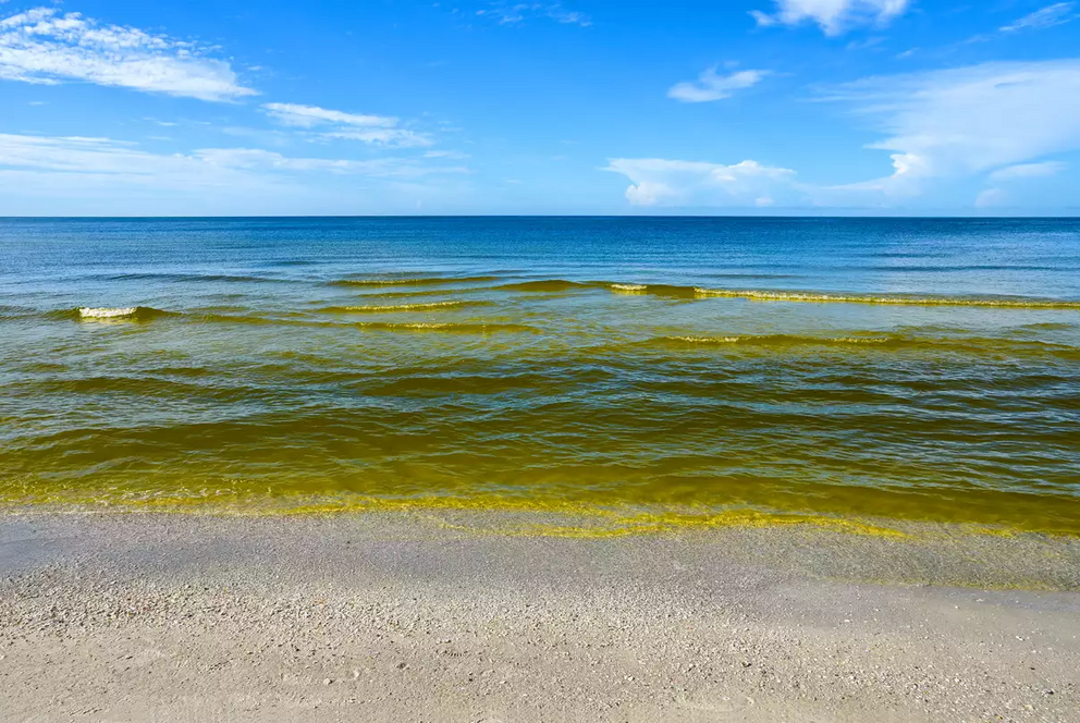 An algal bloom colors the Gulf of Mexico waters a rusty brown.