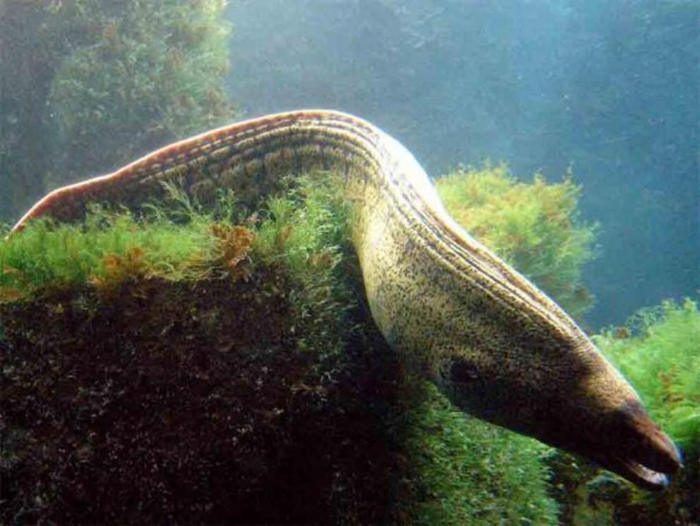 Vedius Pollio was especially infamous in his lifetime for the cruel use of moray eels with his slaves and others that incurred his displeasure.