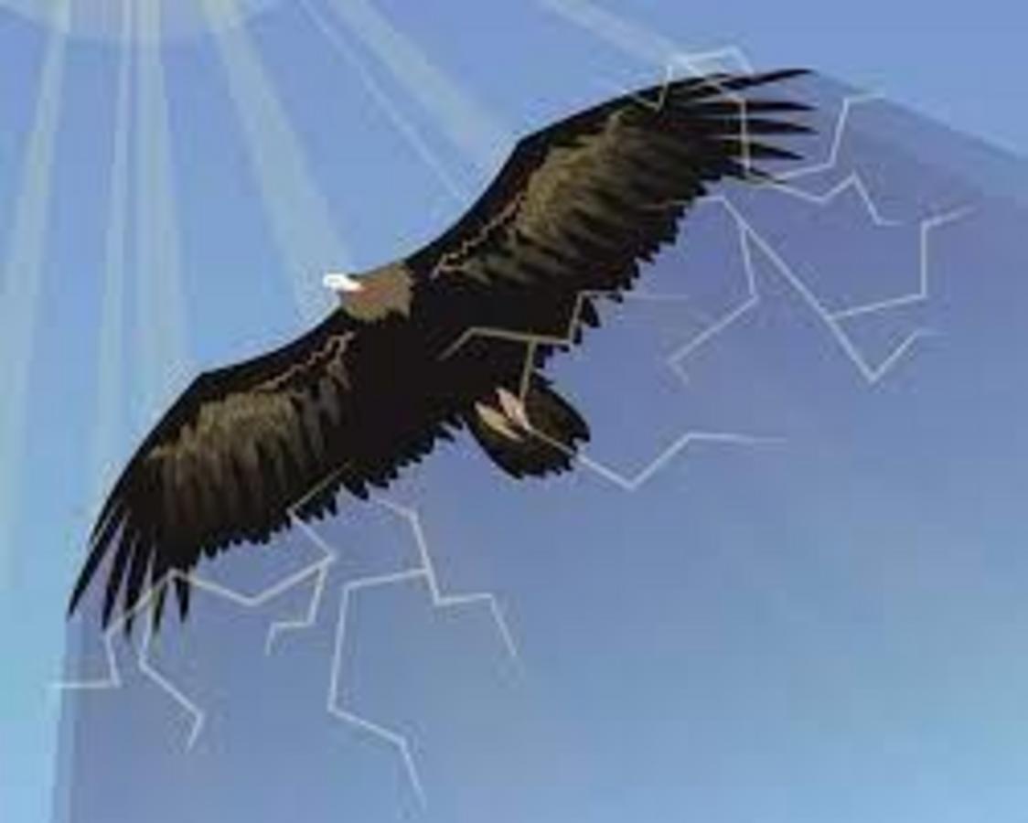 Possible Thunderbird Sighting In Lawrence County Nexus Newsfeed