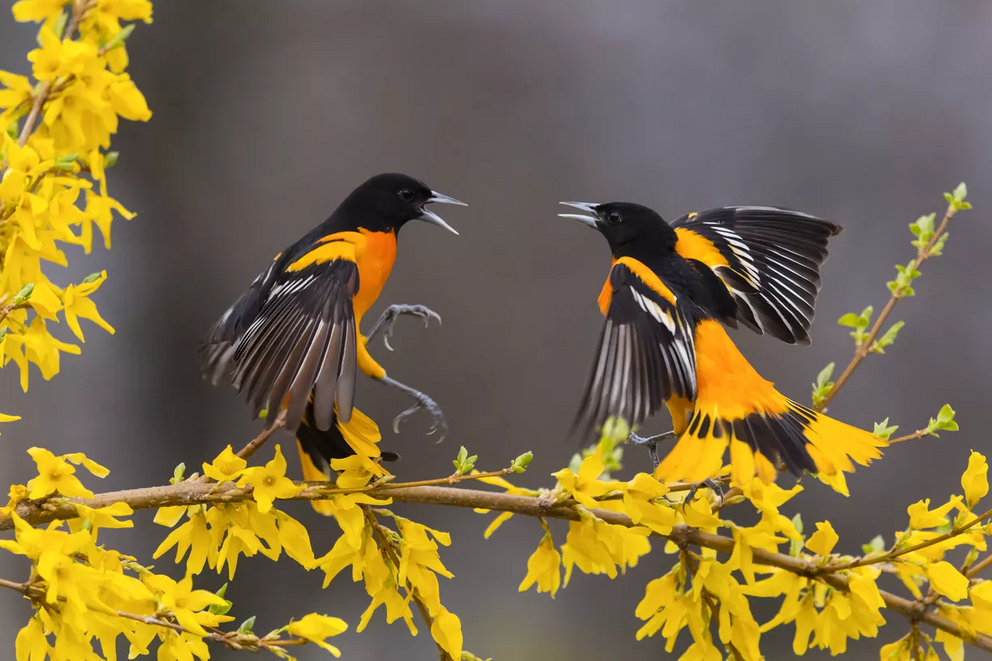 Baltimore orioles, Icterus galbula.