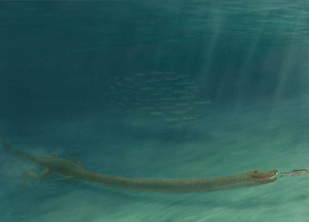 An illustration showing T. hydroides hunting.