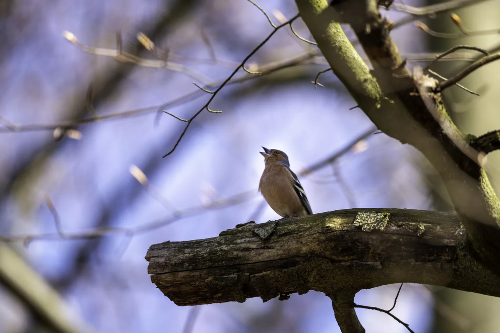 A European chaffinch sitting and singing on a tree.