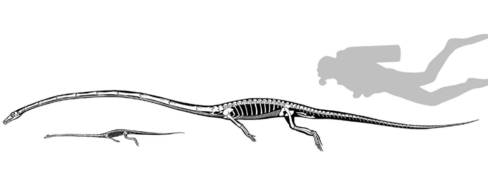 Tanystropheus sizes compared to a human.