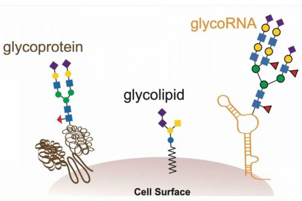 Three products of glycolysis, including the newly discovered glycoRNA.