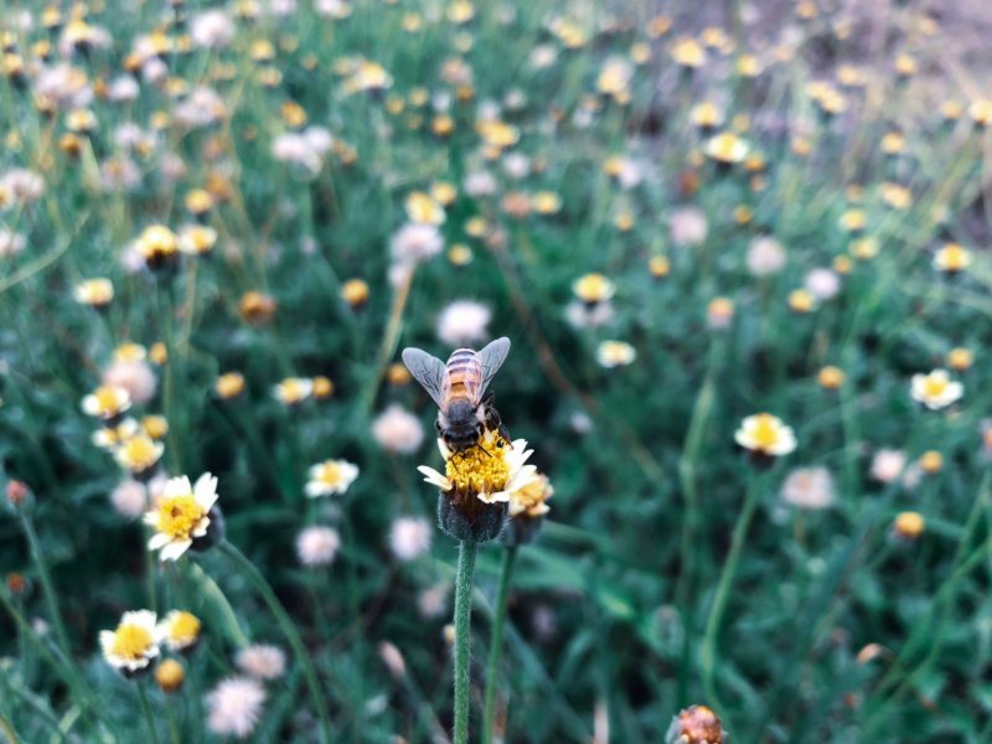 A solitary bee draws nectar from what is locally known as ‘rabbit grass,’ at the Carmel Valley Estate.