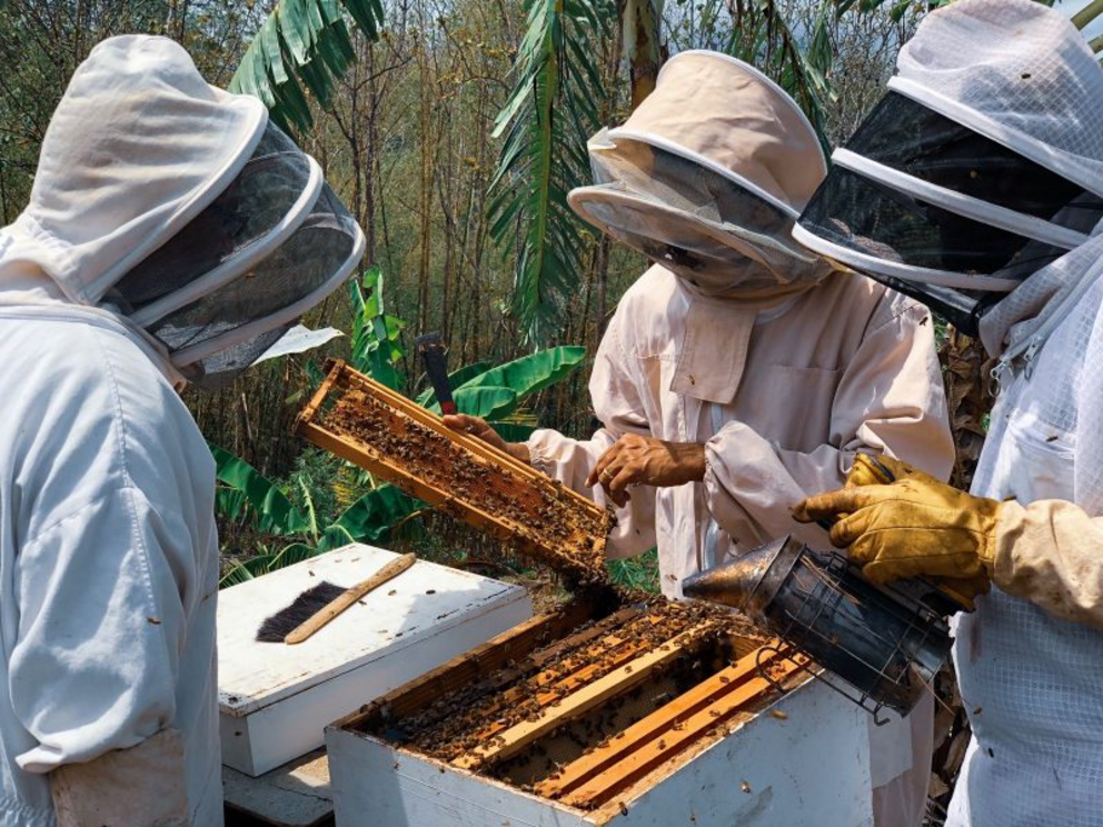 Beekeepers at Trinidad's Carmel Valley Estate.