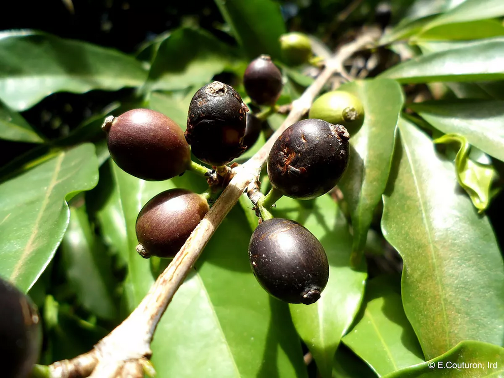 The black cherries of Coffea stenophylla.