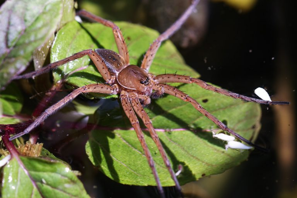 The great raft spider (Dolomedes plantarius), listed as vulnerable by the IUCN.