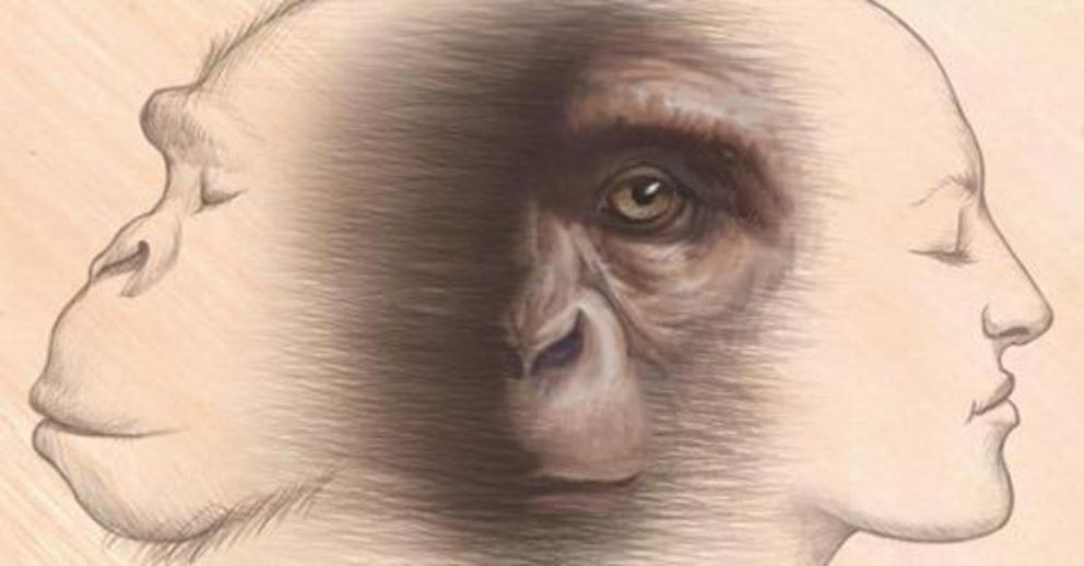 Fossil apes could answer the main questions for the reconstruction of our ape ancestry. Credit: Christopher M. Smith