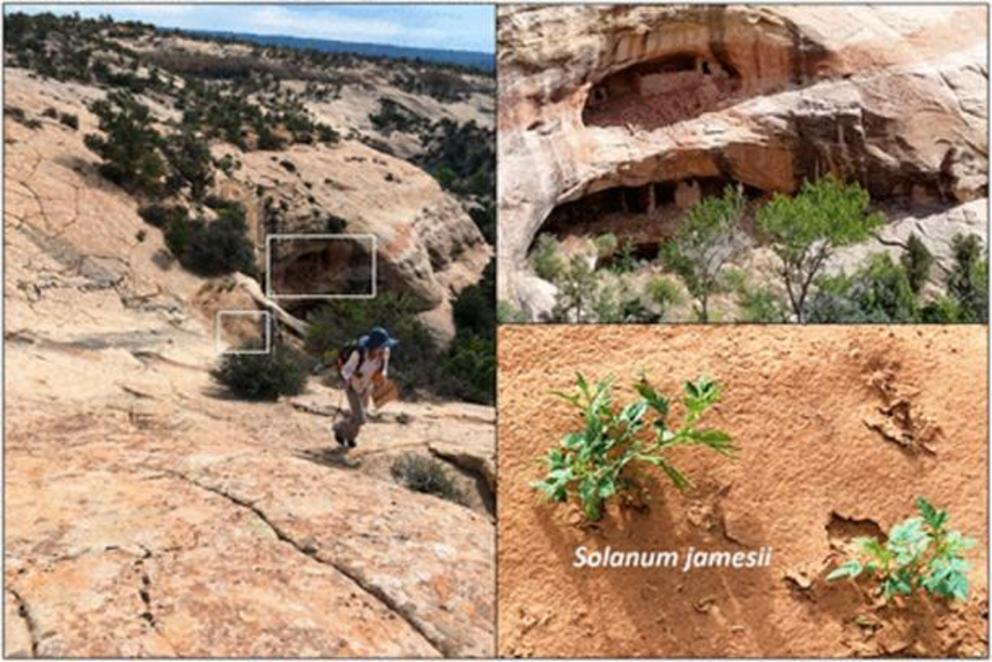 The Four Corners potato (Solanum jamesii) growing in sand at the base of slick rock waterfall, just above site 42SA244, a two-story Pueblo peoples’ cliff dwelling in Bears Ears. The species reproduces only by tubers that have very limited dispersal capabi