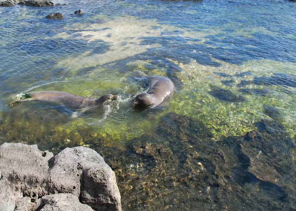 A pair of Hawaiian monk seals play at Oahu's Kaena Point State Park, one of Hawaii's MPAs.