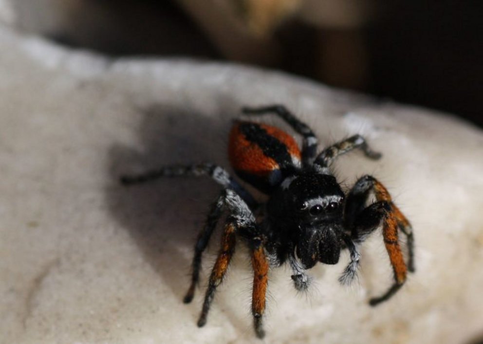 A jumping spider in Greece.