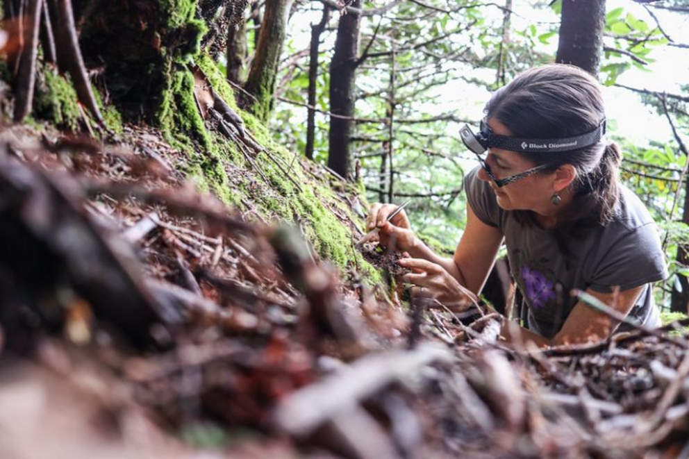 U.S. Fish and Wildlife Service biologist Susan Cameron searches moss mats for the spruce-fir moss spider.