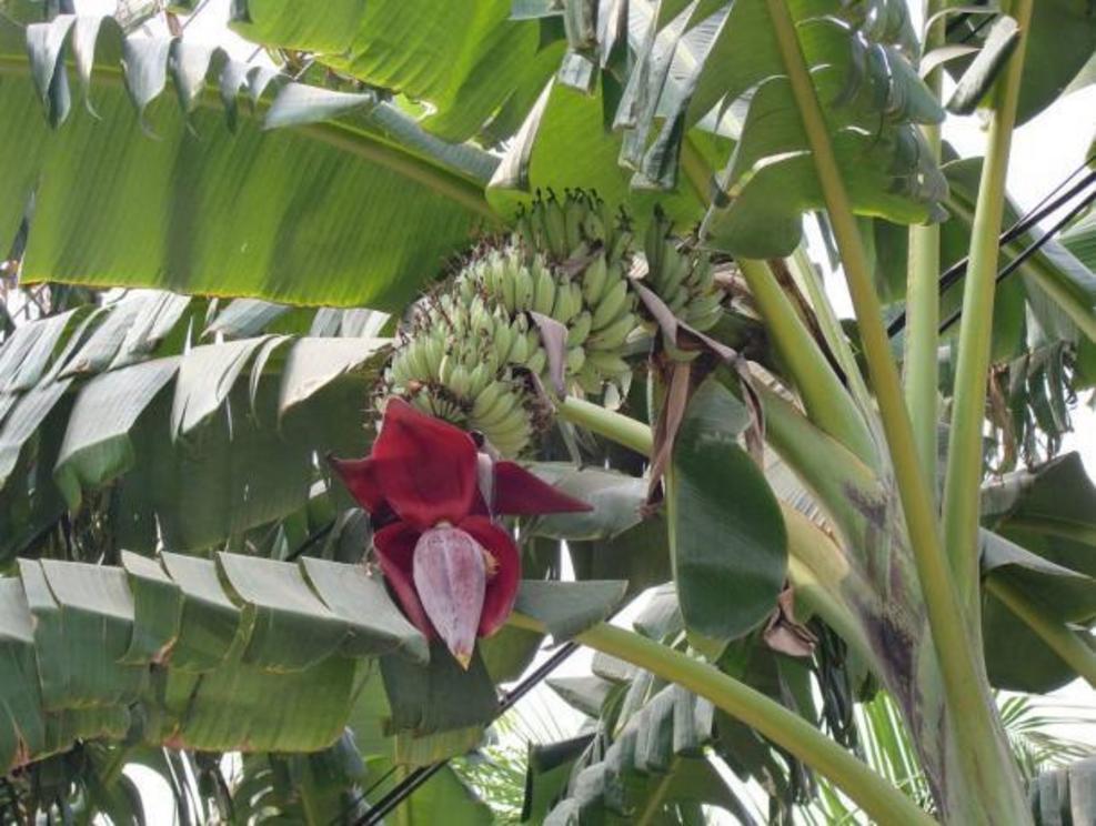 Wild banana trees were a key food and material source for the early Hawaiian people.