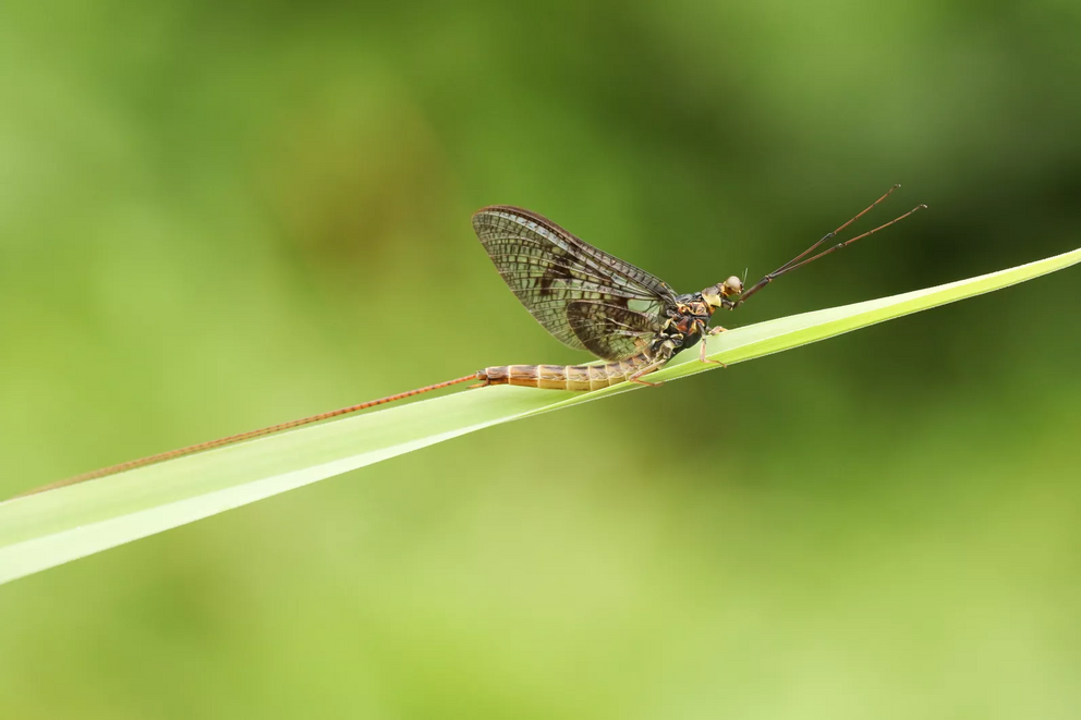 Mayflies are used to indicate the quality of freshwater.