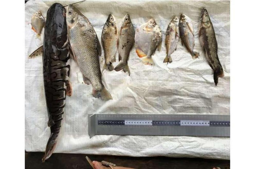 People in the Loreto region commonly eat 60-some fish species. Left to right: a diminutive palometa, a relative of the piranha; a doncella, a type of catfish that migrates thousands of miles; three boquichicos; a larger palometa; two sardinas; and a fasac