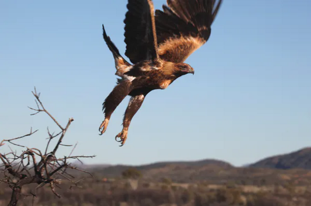 Wedge-tailed eagles are among the predators that take advantage of the house mouse plague.