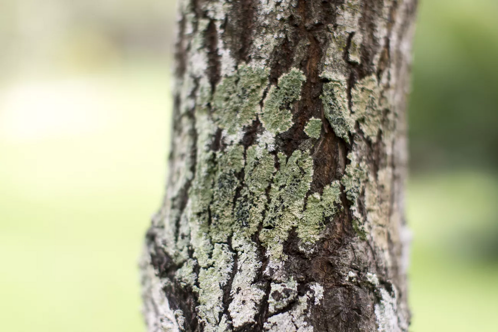 Lichen can be used to study air pollution.