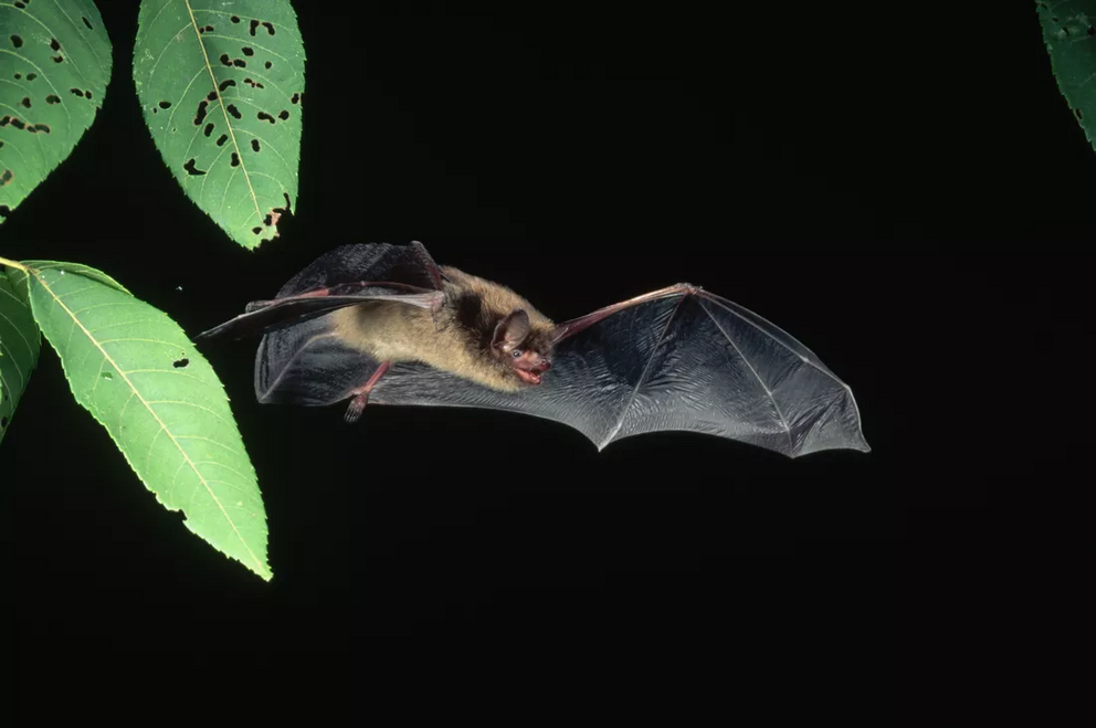 Their large populations make bats an ideal indicator species to study.