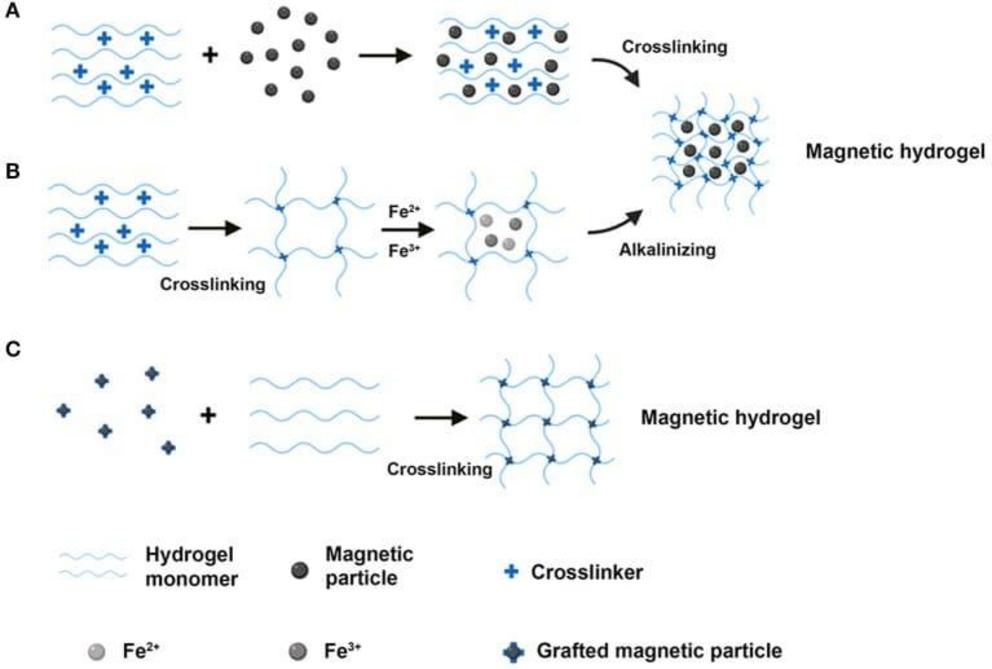 Frontiers, from the study “Recent Advances on Magnetic Sensitive Hydrogels in Tissue Engineering”