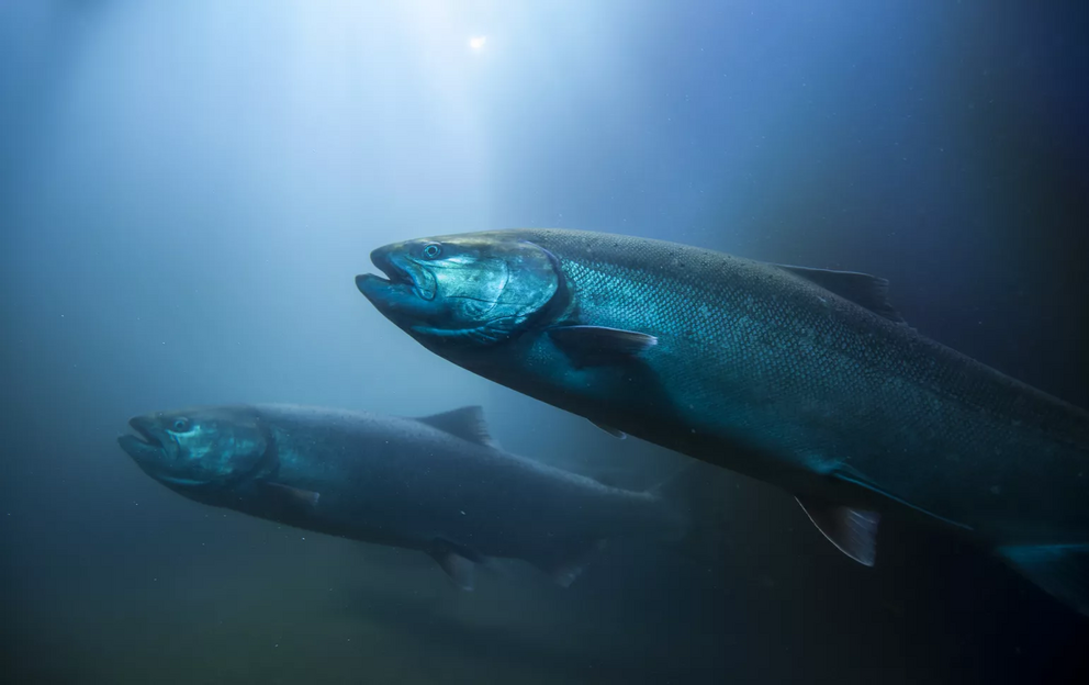 The migratory habits of salmon make them vulnerable to environmental changes.